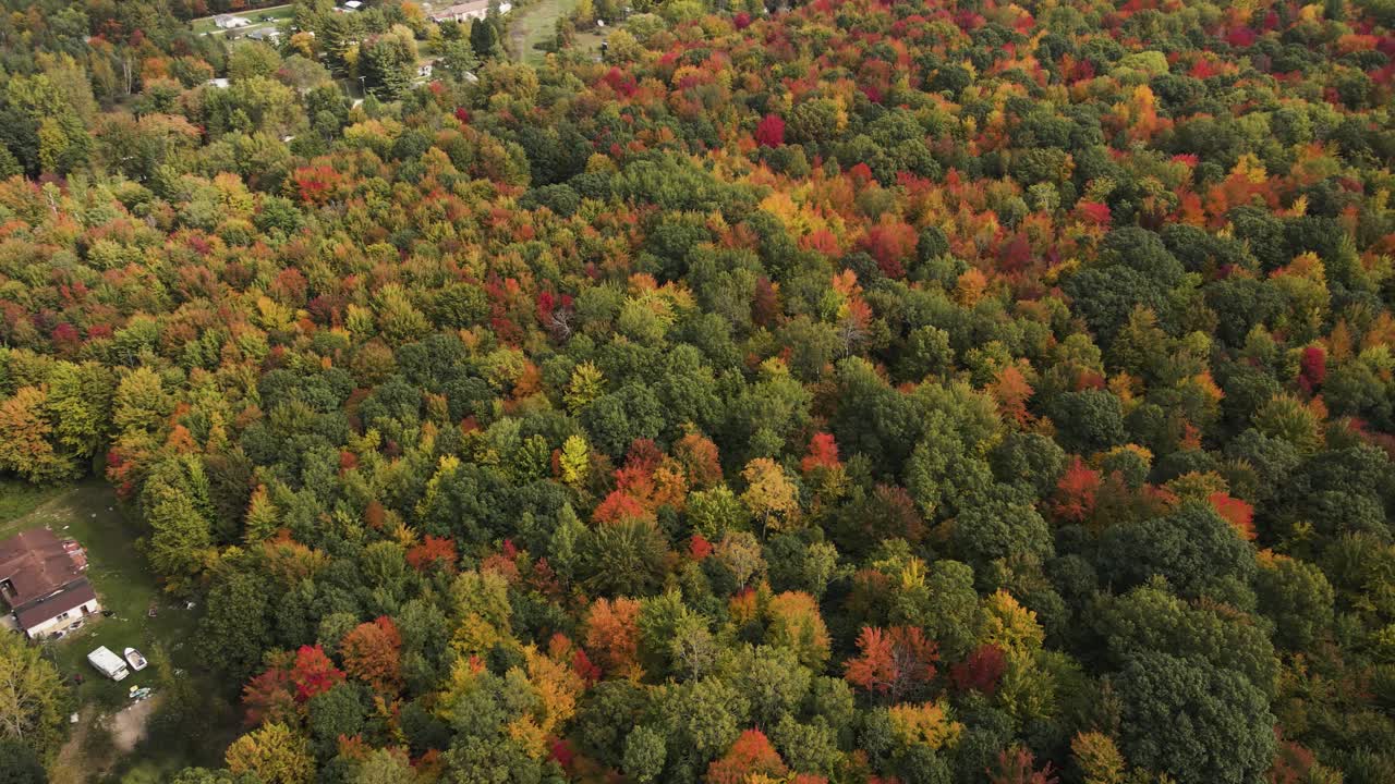 bosque de árboles densos y colores cambiantes a principios de otoño