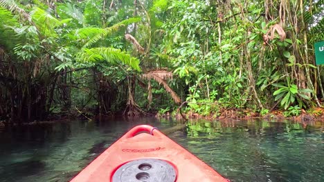 kayaking through a tropical jungle river