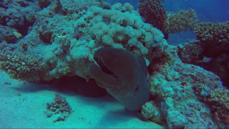 Giant-moray-eel-lunges-at-camera-out-of-their-coral-reef-home