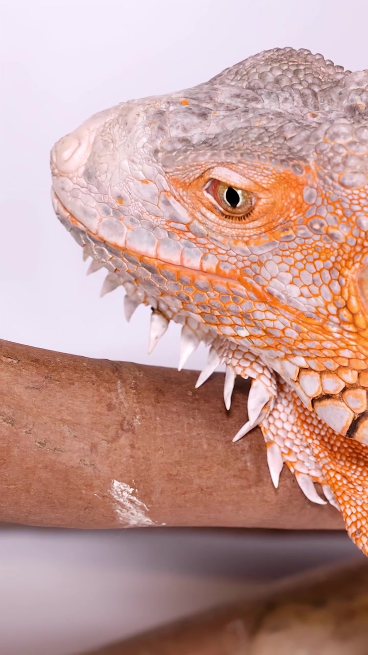 Un iguana arancione acceso riposa su un ramo su sfondo bianco, in primo piano