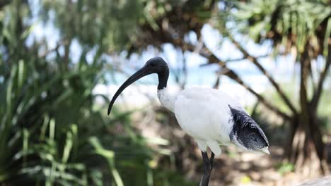 pájaro ibis observado en un entorno natural