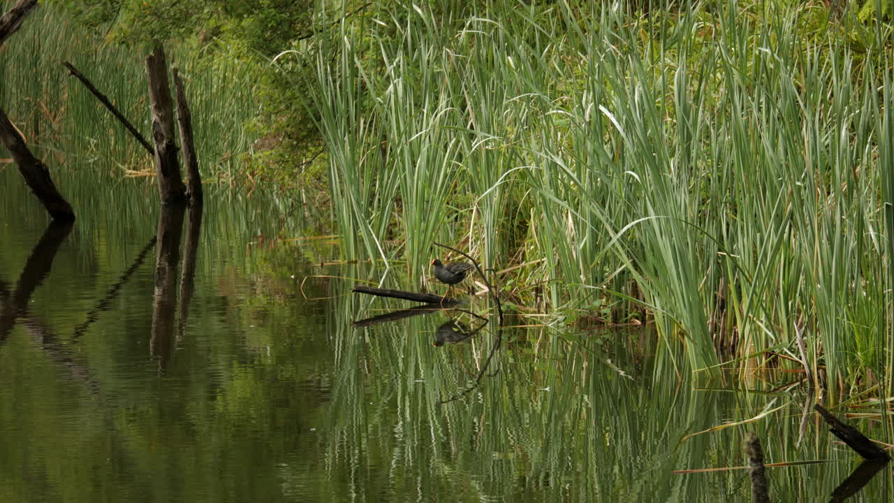 красивое озеро элизабет, расположенное в национальном парке дождевых лесов otway ranges, виктория австралия