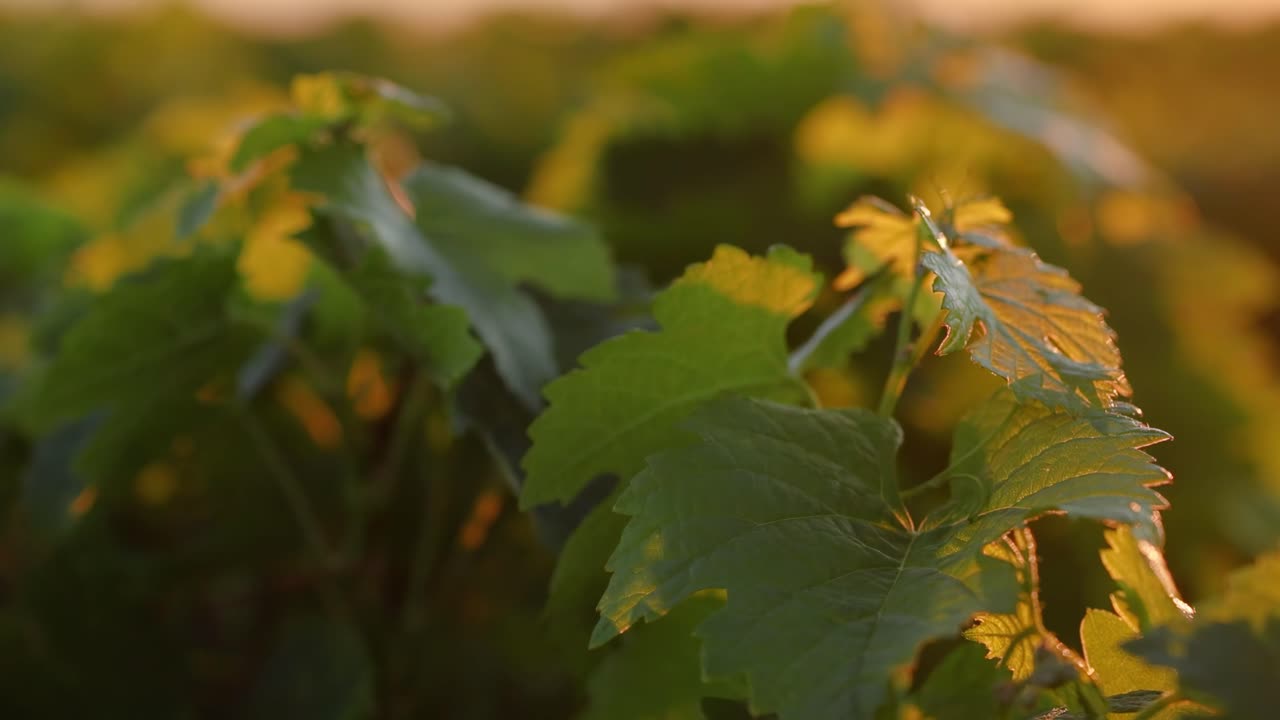 Close-up of vibrant green grape leaves illuminated by the warm glow of sunset, capturing nature's serene beauty.
