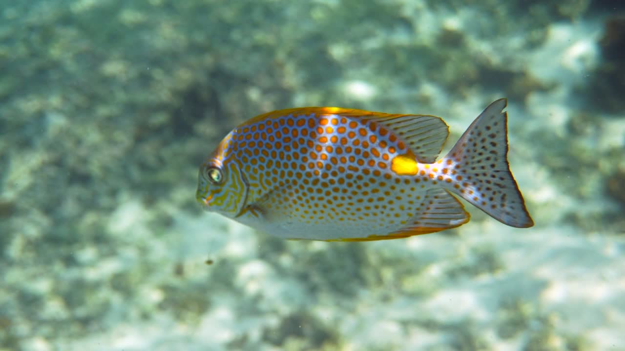 video submarino del pez conejo dorado siganus guttatus escuela en el arrecife de coral