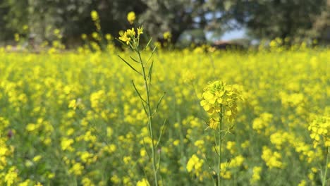 yellow mustard flowers, mustard, blossoms of oilseed, green yellow plants, yellow blossoms
