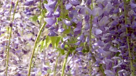 fondo de primer plano de flores de glicina