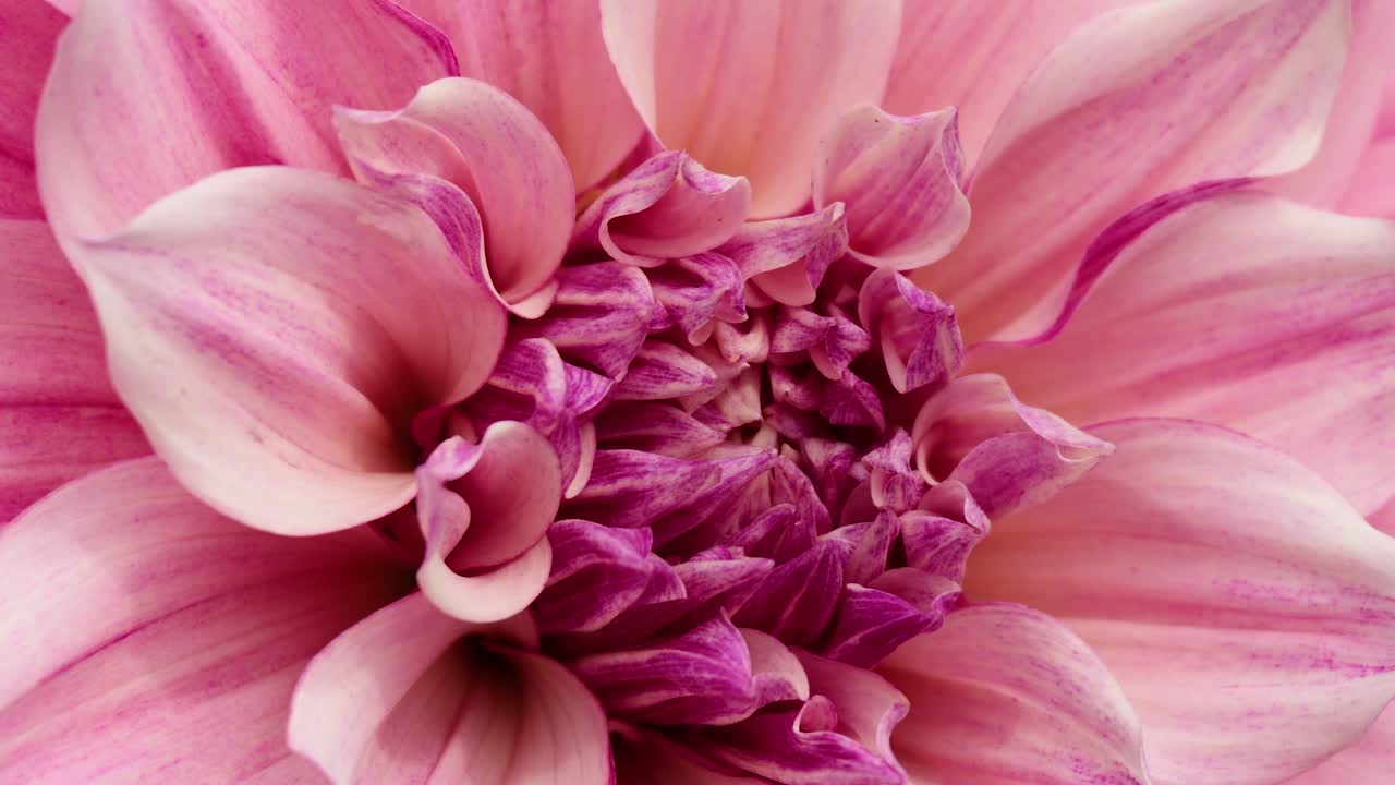 Dahlia flower blooming in Brighton, East Sussex