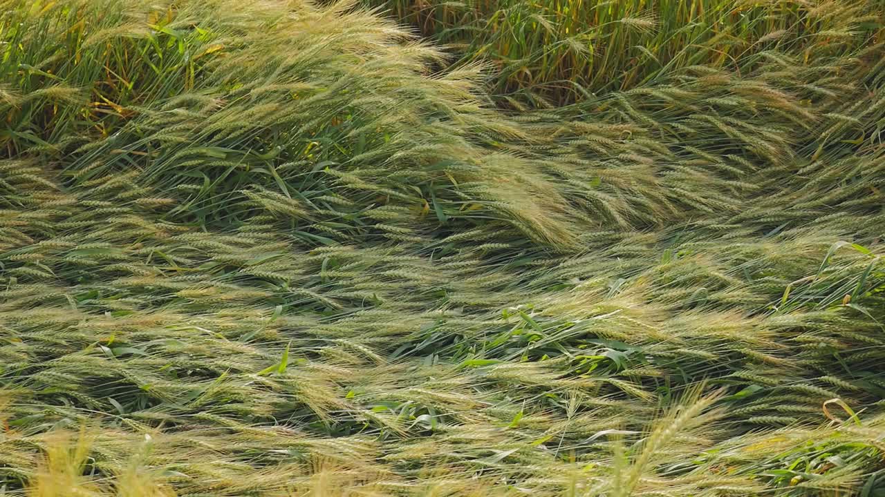 Primo piano di piante di grano piegate e schiacciate al suolo a causa di forte vento e pioggia, che mostrano segni di allettamento e steli aggrovigliati sotto una calda luce naturale.