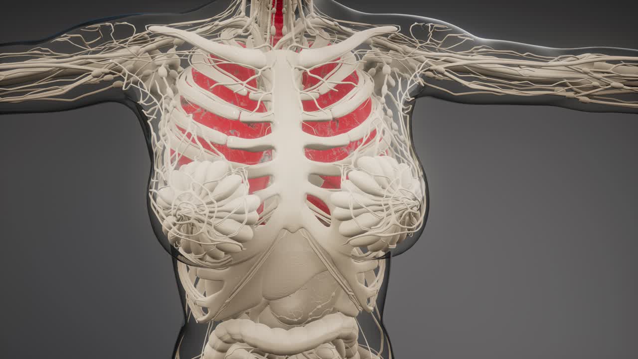 인간의 폐 방사선 검사