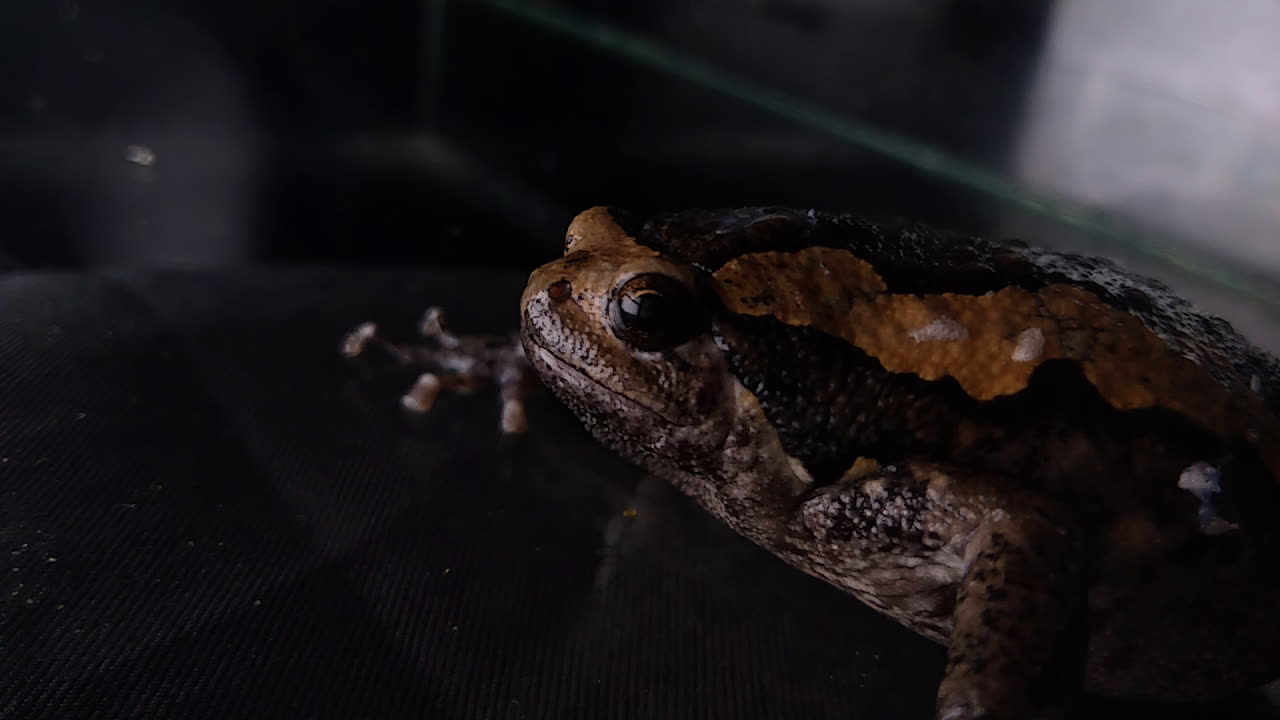 A frog breathing and sweating