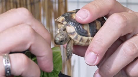 baby tortoise on on woman's hands, trying to eat lettuce, close up 120fps