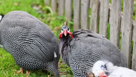 three guineafowl foraging on grass near a fence