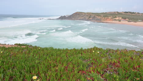 hottentot-fig on a cliff at north atlantic coastlinewith breaking waves