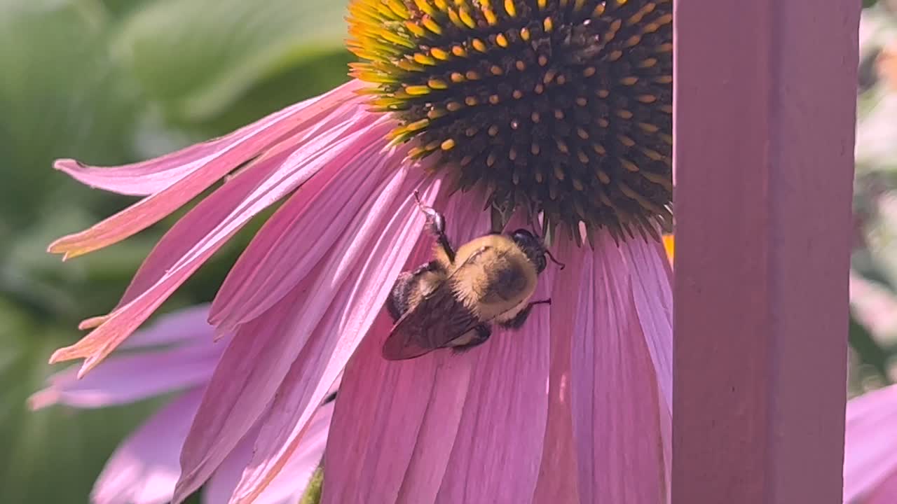 el abejorro se aferra a la flor en el viento, de cerca