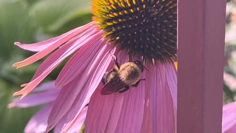 Bumble-Bee-hangs-on-to-flower-in-the-wind,-close-up