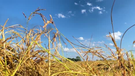 burning gas and black smoke of plant tower behind rice crops, handheld view