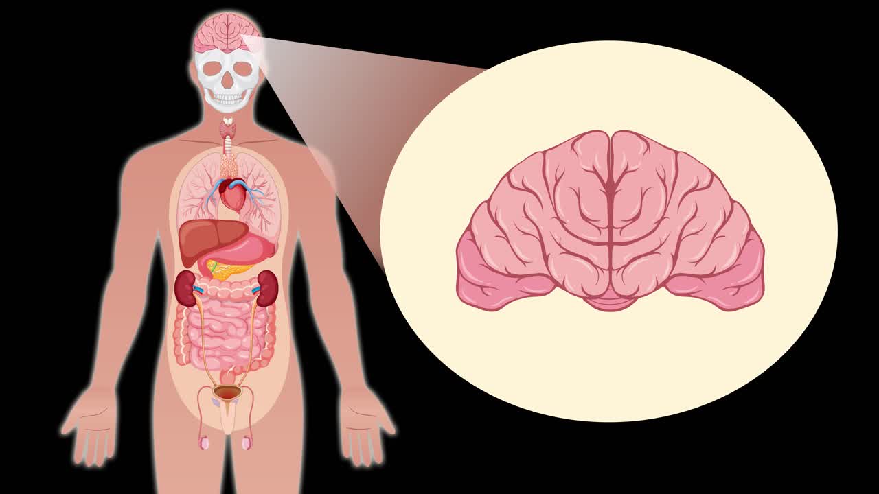 Animated sequence transitions from a full-body anatomical illustration to a close-up of the brain, using smooth zoom and spotlight effects on a black background