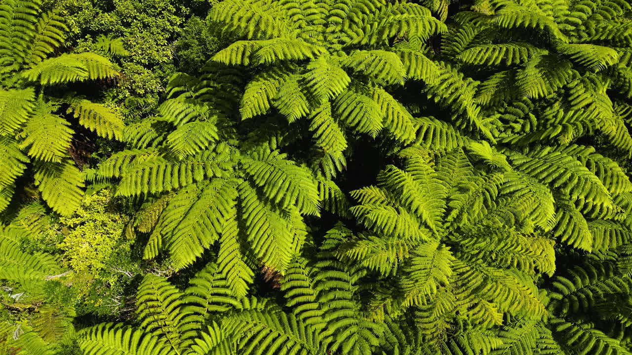 el helecho plateado en un día soleado, símbolo del helecho de nueva zelanda