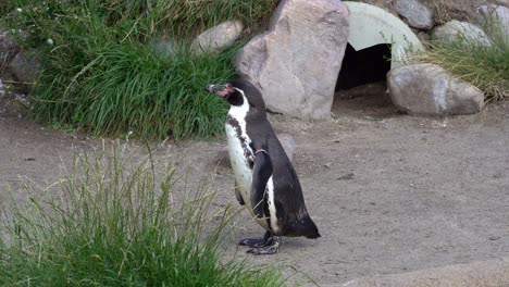 old penguin in captivity standing outside his shelter and shaking his head while thinking about life