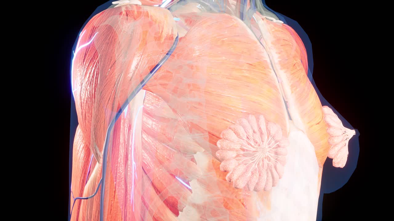 여성 몸의 해부학적 3d 애니메이션 - 피부 아래의 근육 및 혈관 구조 - 유방 해부학