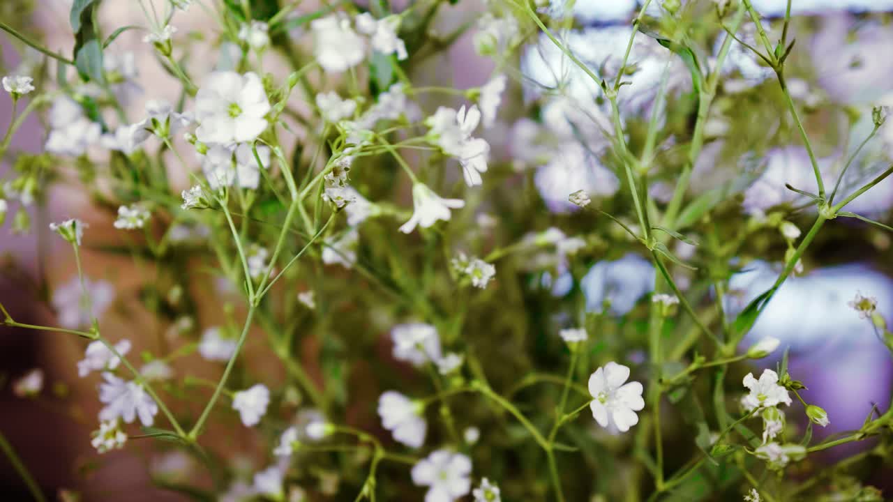 gypsophila monarca branco, exposição de flores brancas botânicas no vaso de flores na sala de estar close-up tiro de flor branca em casa