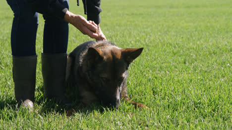 Shepherd-dog-with-his-owner-in-the-farm-4k