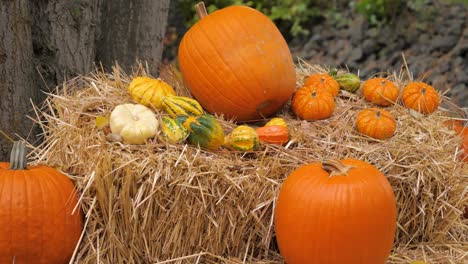 pile of small and large orange pumpkins on haybales midday next to trees close up