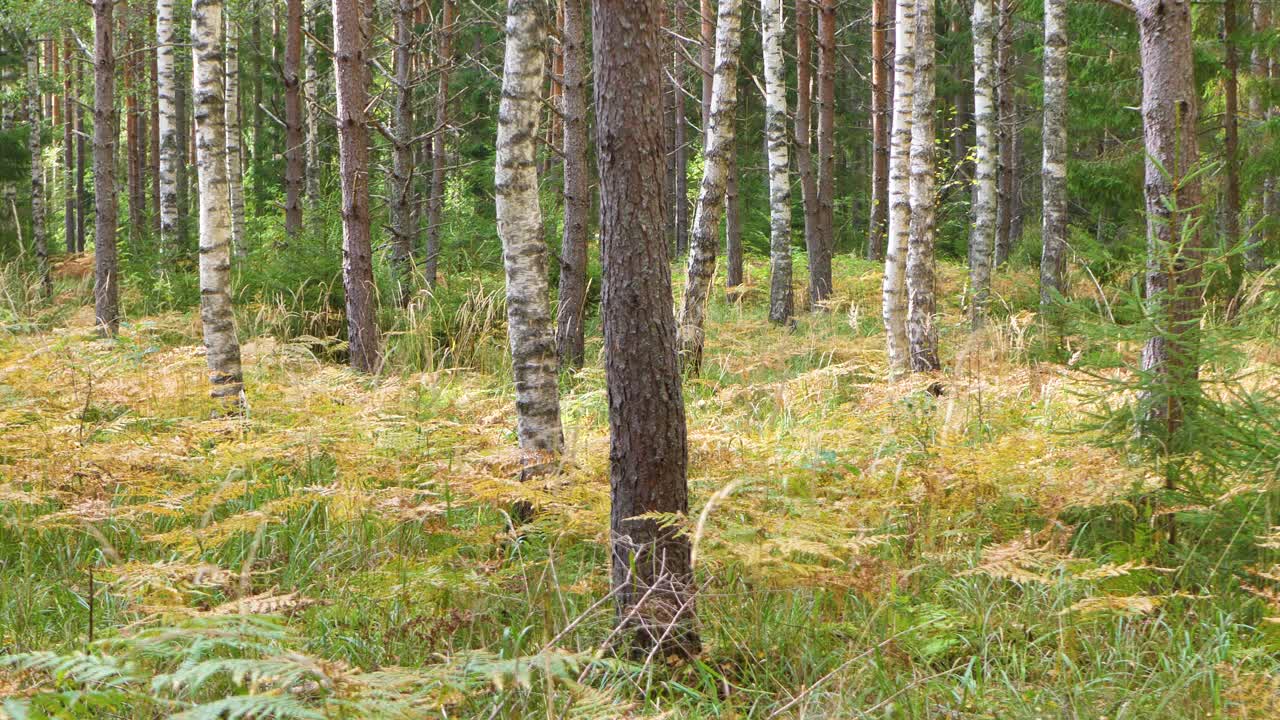 Felce della foresta con foglie gialle in autunno