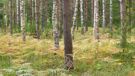 Forest-fern-with-yellow-leaves-in-autumn