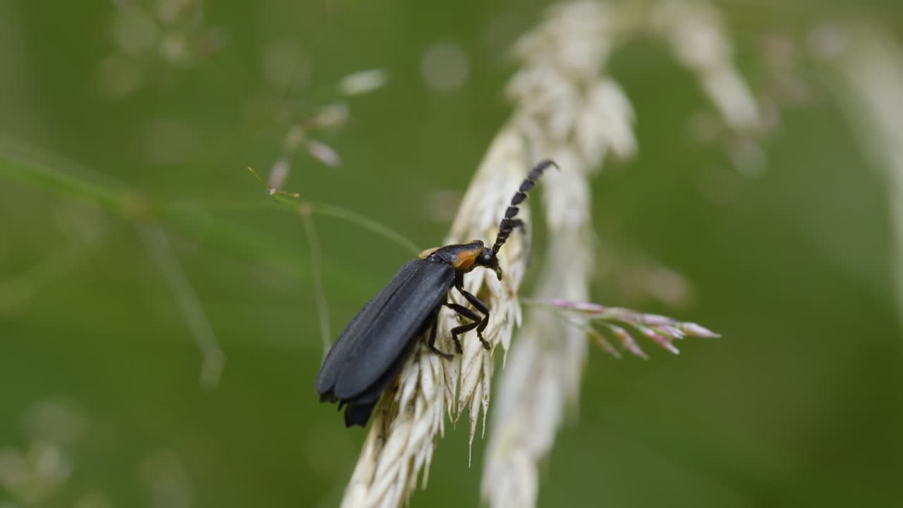 검은 불꽃 곤충 이 여름 에 녹색 배경 에 맞춰 건조 한 풀 에 기어 다니고 있다
