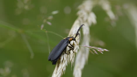 black firefly insect crawling on dry grass against a green background during summer