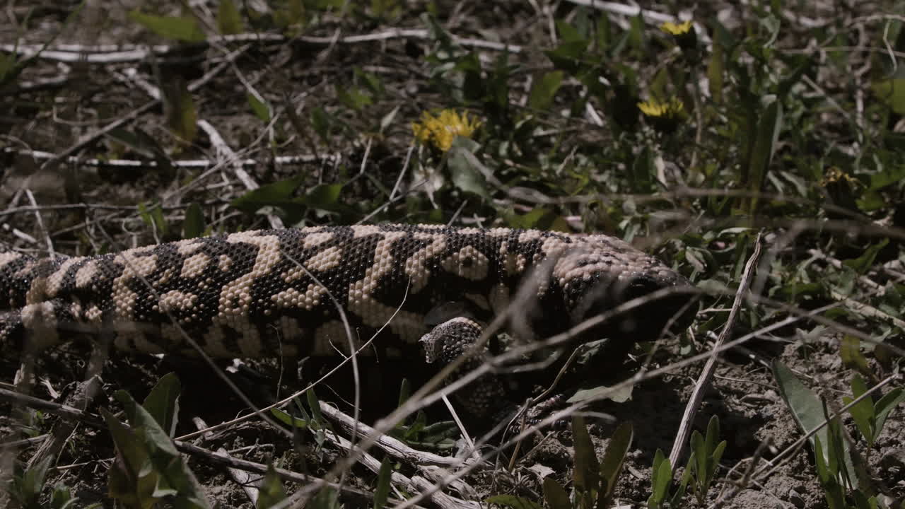 Gila monster close up slow motion in nature