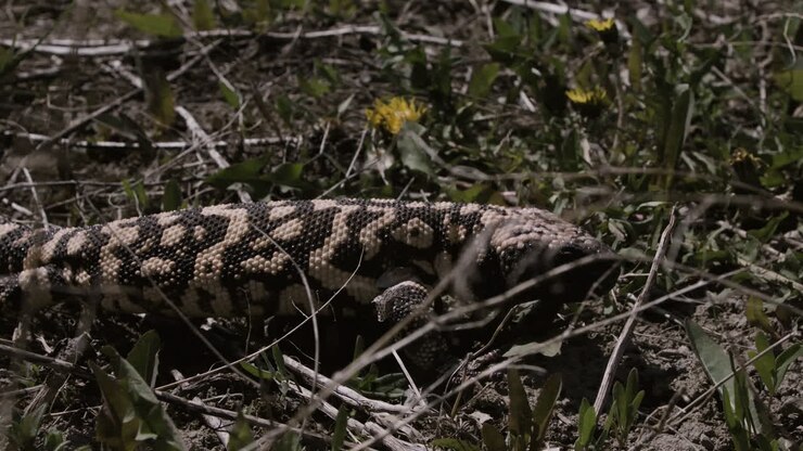 Gilaøgle nærbillede i slowmotion i naturen.