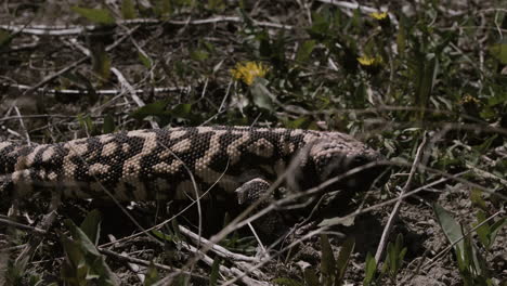 monstruo de gila de cerca en cámara lenta en la naturaleza