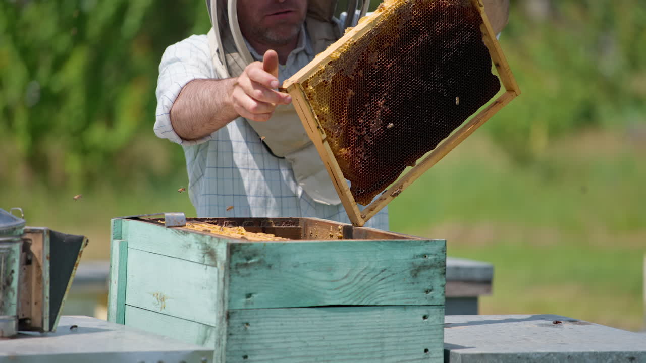 Experienced apiculturist shaking off the bees from honey frame. Man takes a big brush to get rid of left insects. Blurred background.