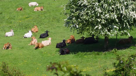 Una-Manada-De-Vacas-Tendidas-En-Un-Campo-Verde,-Algunas-A-La-Sombra-Bajo-Un-árbol-En-Un-Día-De-Verano-Inglés