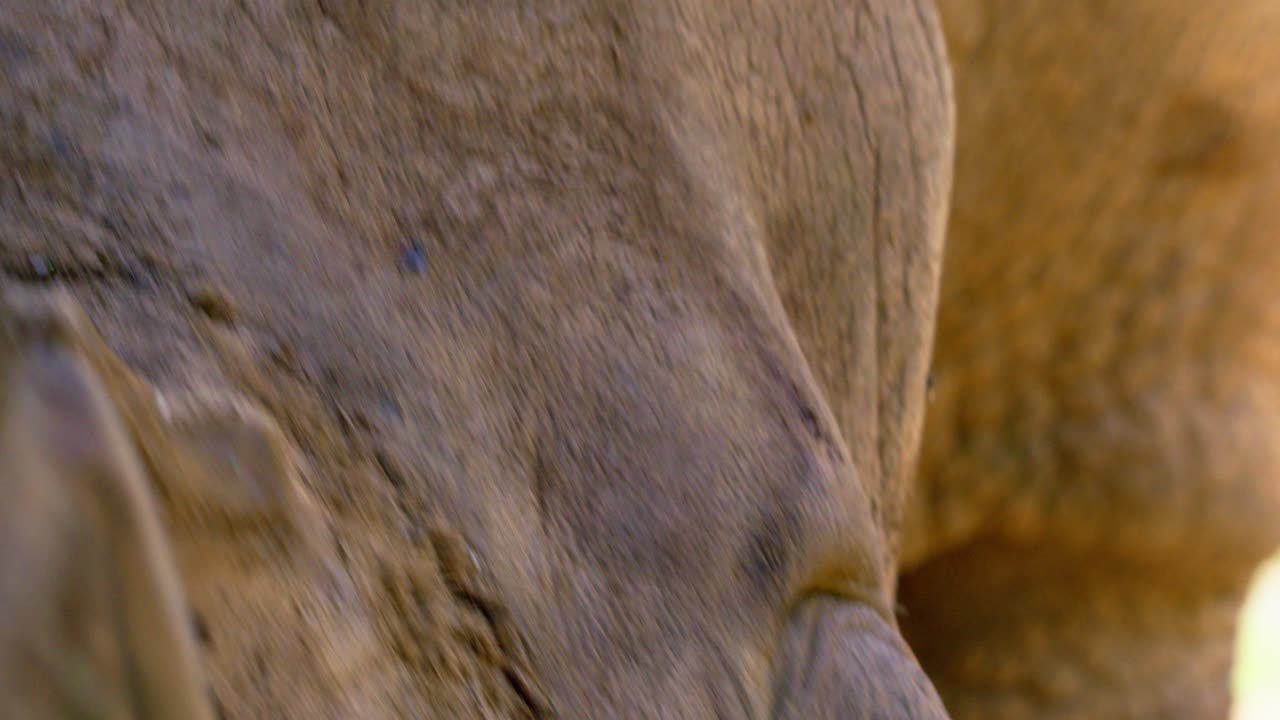 una vista de cerca del ojo de un rinoceronte blanco africano con piel arrugada.