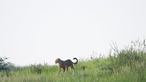 plano amplio de un joven guepardo caminando a través del marco por una colina verde en el parque transfronterizo kgalagadi