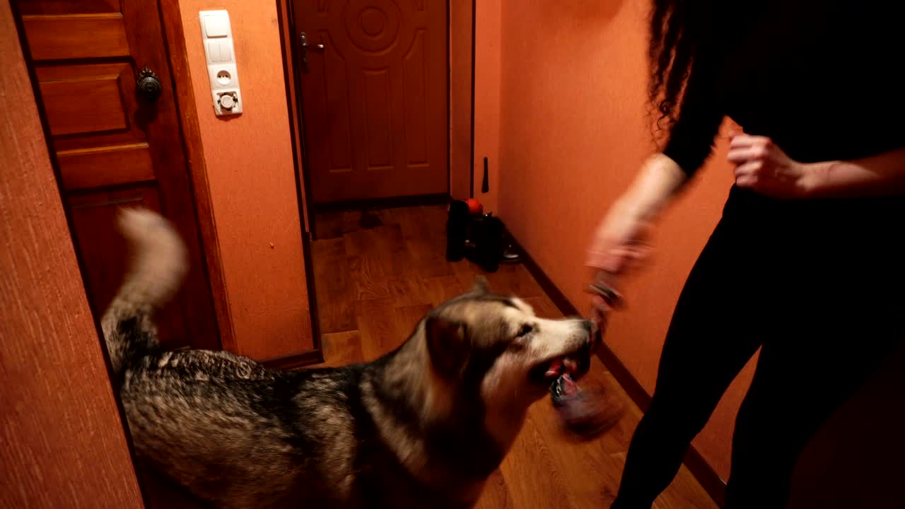 큰 털이 많은 장난스러운 개 말라무트