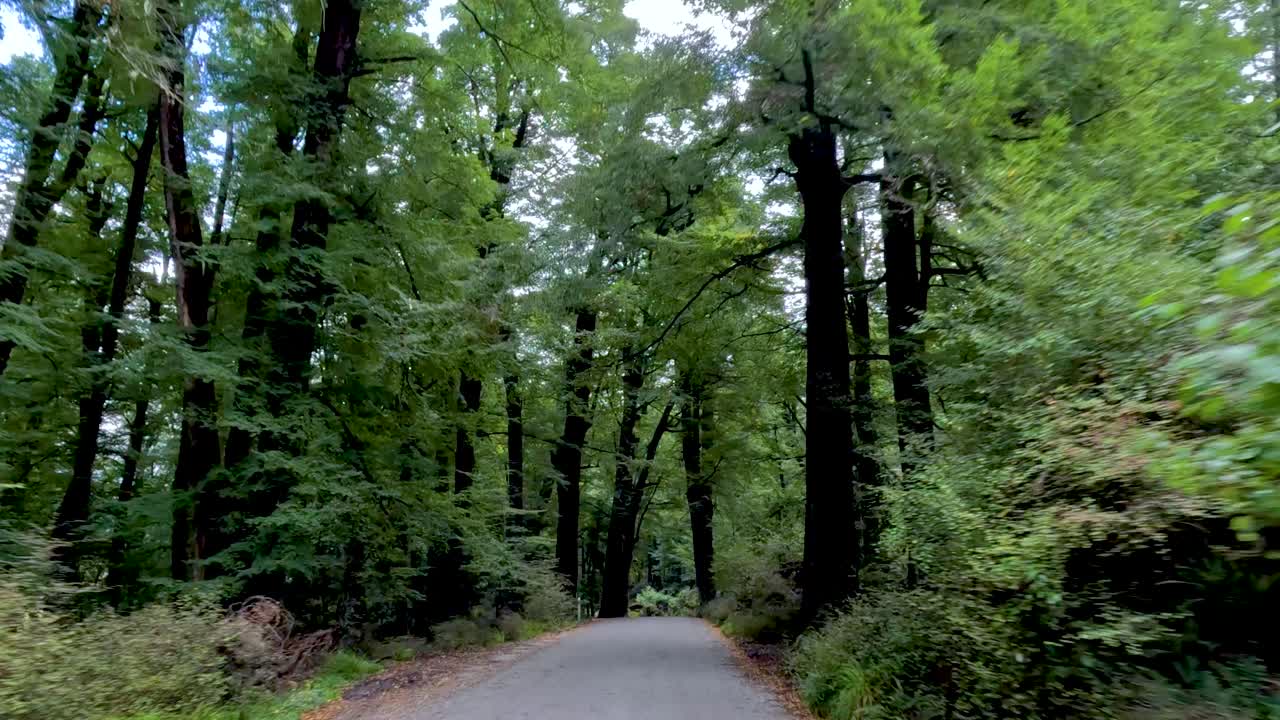Vehicle travels along narrow forest road, lush greenery, natural daylight, smooth forward camera movement