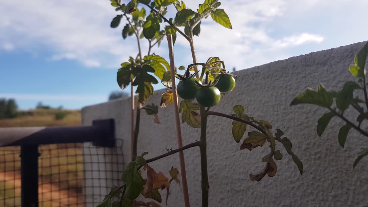 Isolated view of unripe green tomato fruit on a tomato plant. Zooming in and out on the group of three green tomatoes in a home vegetable garden