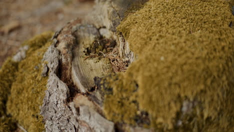 closeup of bush on tree stump