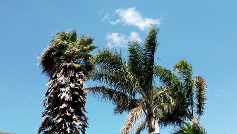 natural lush palm trees with perfect blue sky in background, slow motion