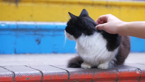 person petting a black and white cat