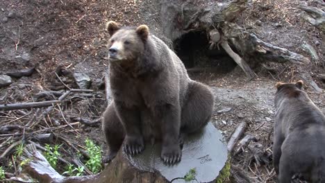 Two-black-bears-in-a-rainy-day-in-Alaska