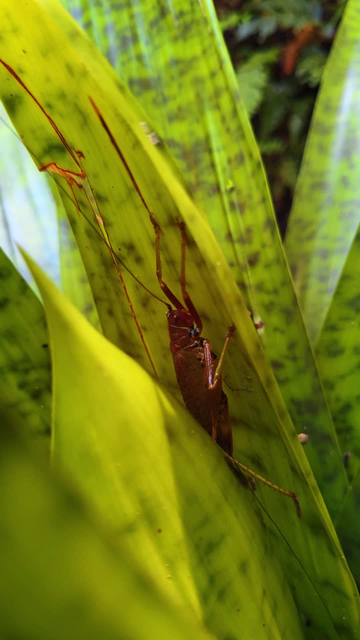 Macro de un gran insecto saltamontes camuflado en una hoja de bromelia. Toma macro de un saltamontes marrón descansando en las hojas verdes moteadas de una planta de bromelia tropical