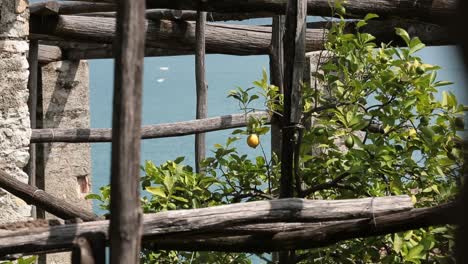 lemonhouse in limone sul garda, italy, lemon in the leaves between structures