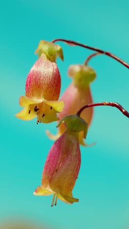 this enchanting scene captures the radiance of a kalanchoe plant bathed in sunlight, nestled amidst lush green grass under a canopy of clear, azure skies