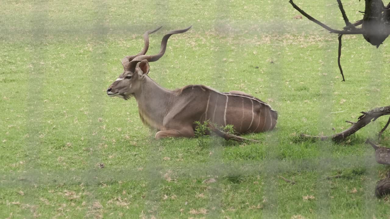 Kudu bull laying on the grass
