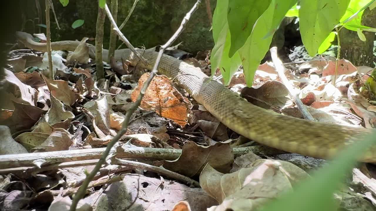Serpent Bothrops insularis, connu sous le nom de fer de lance doré. Endémique de l'Ilha da Queimada Grande, au large des côtes du Brésil.